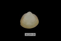 藏品(方形馬珂蛤)的圖片